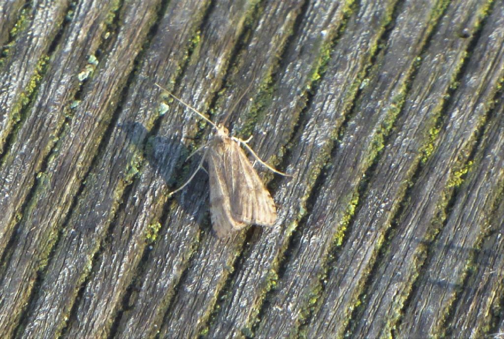 Nomophila noctuella, Crambidae Pyraustine